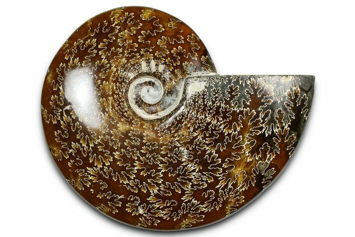Polished Ammonite (Cleoniceras) Fossil - Madagascar #369626
